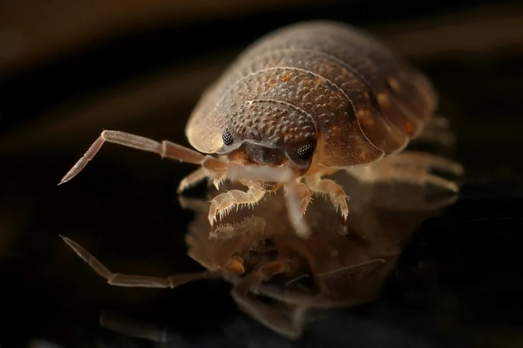 Bed-Bug-Treatment - Pest Control Pros | Bergenfield, NJ | 551-266-4977